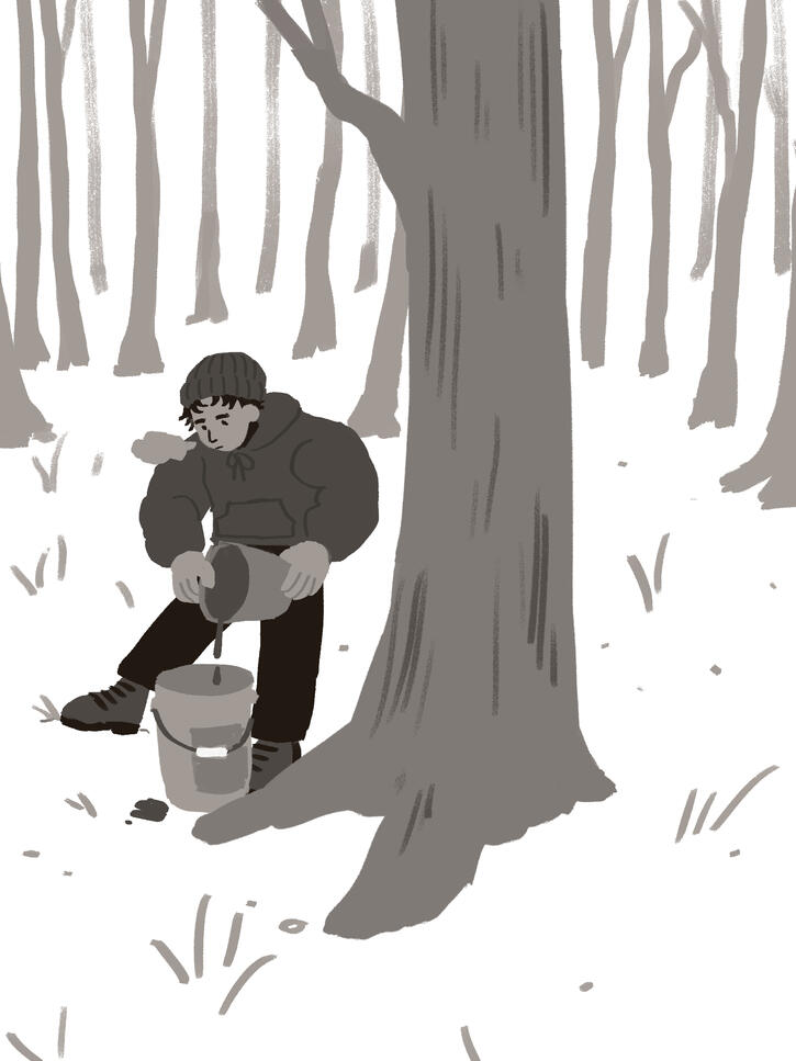 maple