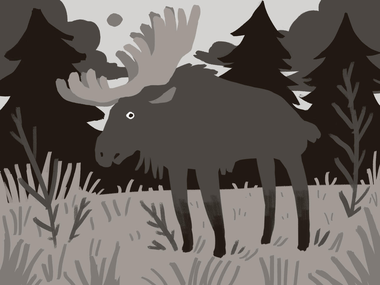 moose
